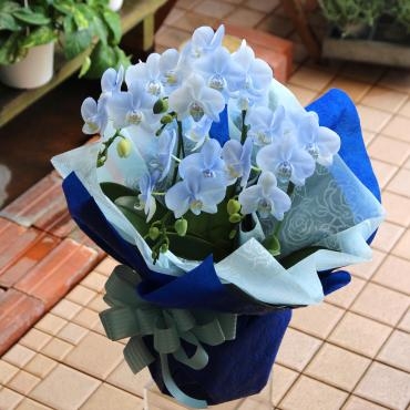開院の御祝　当店オリジナルミニファレノをお届けいたしました。｜「フローラント」　（静岡県三島市の花キューピット加盟店 花屋）のブログ