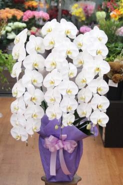 胡蝶蘭のギフト｜「フローラント」　（静岡県三島市の花キューピット加盟店 花屋）のブログ