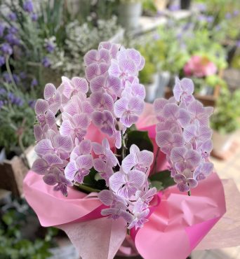 ＜お誕生日＞胡蝶蘭をお届けしました　三島市フローラント「フローラント」（静岡県三島市の花屋）のギャラリー写真